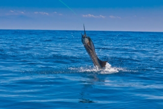 Pesca en mar abierto